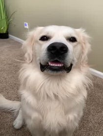Poster for Other video from Charlie the Golden