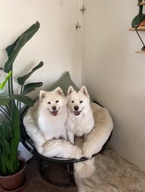 Poster for Birthday video from Tinkerbelle & Meeko