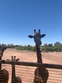 Poster for Anniversary video from Giraffes at Phoenix Zoo