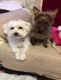 Poster for Other video from Piglet the Deaf Blind Pink Puppy