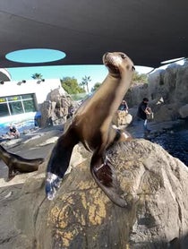 Poster for Holiday video from Aquarium of the Pacific Seals/Sea Lions