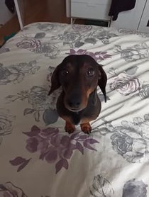 Poster for Birthday video from Charlie Sausage Dog