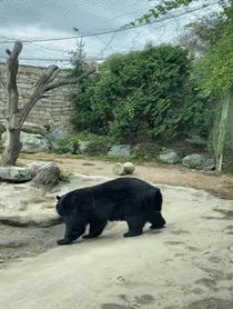 Poster for Other video from Black Bears