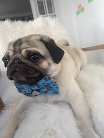 Poster for Holiday video from Moose the Pug