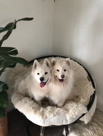 Poster for Other video from Tinkerbelle & Meeko