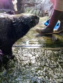 Poster for Gift video from Sea Otters at Aquarium of the Pacific