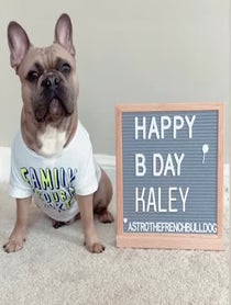 Poster for Other video from Astro the French Bulldog