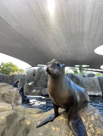 Poster for Birthday video from Aquarium of the Pacific Seals/Sea Lions