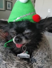 Poster for Holiday video from The Kardoggians