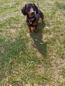 Poster for Birthday video from Charlie Sausage Dog