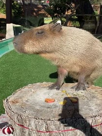 Poster for Gift video from Dallas Zoo Capybara