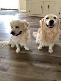 Poster for Other video from Charlie the Golden