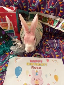 Poster for Birthday video from Mr Bigglesworth