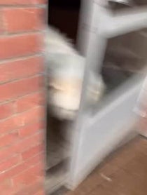 Poster for Other video from Ryder The Samoyed