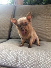 Poster for Other video from Bruno Mars The Chihuahua