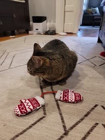 Poster for Holiday video from Maya the Cat