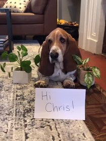 Poster for fathersday video from Dean the Basset