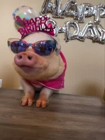 Poster for Birthday video from Hamlet The Piggy