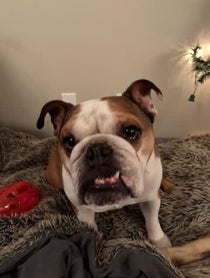 Poster for Other video from Mister Bentley