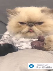 Poster for Other video from Shelby - Cat Personality