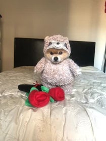 Poster for Birthday video from Bentley The Pom