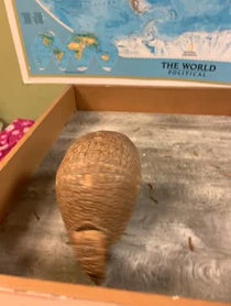 Poster for Gift video from Gwen the Armadillo