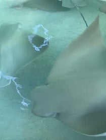 Poster for Other video from Barrel Boy the Stingray