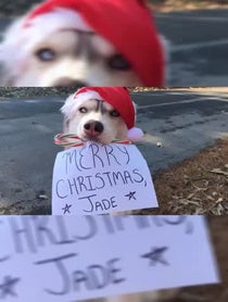 Poster for Other video from Banner The Super Dog