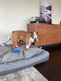 Poster for Other video from Mister Bentley