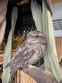 Poster for Holiday video from Darwin the Tawny Frogmouth