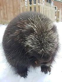 Poster for Give Thanks video from Henry the Porcupine