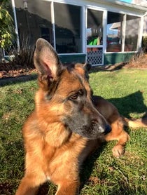 Poster for Anniversary video from Theo the GSD