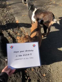 Poster for Birthday video from Goats