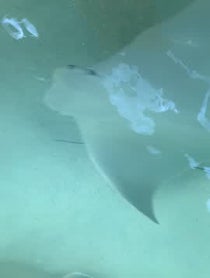 Poster for Other video from Barrel Boy the Stingray