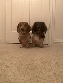 Poster for Birthday video from Ballparkdoxies