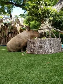 Poster for Other video from Dallas Zoo Capybara