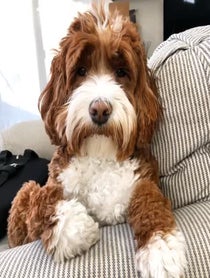 Poster for Give Thanks video from Jolene the Labradoodle