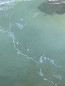 Poster for Mother's Day video from Barrel Boy the Stingray