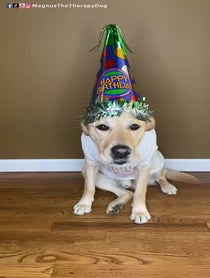 Poster for Birthday video from Magnus The Therapy Dog