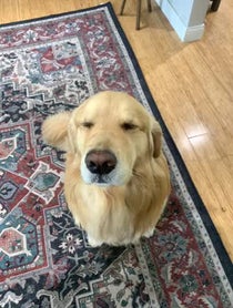 Poster for Other video from Garth the Golden