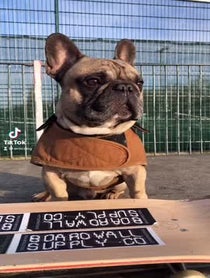 Poster for Birthday video from Eroc Dog