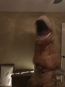 Poster for Other video from R A L P H  the  R E X™