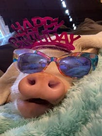 Poster for Birthday video from Hamlet The Piggy