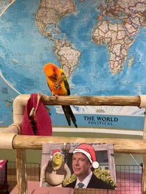 Poster for Holiday video from Lucy the Sun Conure
