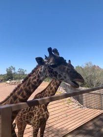 Poster for Birthday video from Giraffes at Phoenix Zoo