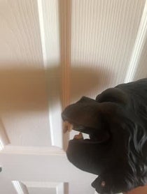 Poster for Birthday video from Ape puppet