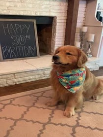 Poster for Birthday video from Cooper the Golden Retriever
