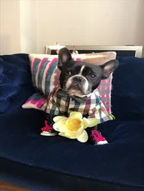 Poster for Anniversary video from Oscar The Frenchie