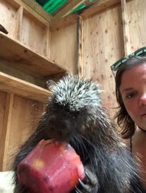 Poster for Anniversary video from Henry the Porcupine