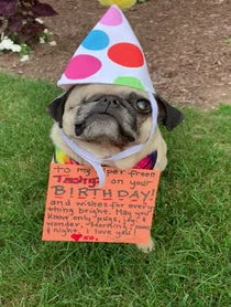 Poster for Other video from Pee Wee Aloysius the Pug
